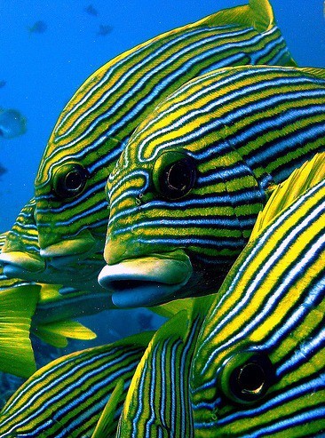 Photo:  Ribbon Sweetlips 